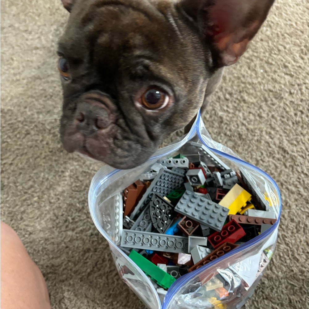 Legos! A gallon bag of Legos! A lot of unusual shaped and normal shaped legos! - Picture 2 of 5